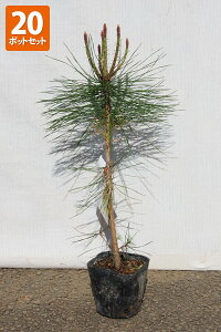 【20本セット】【送料無料】「アカマツ(赤松)」 苗木 0.3m程度