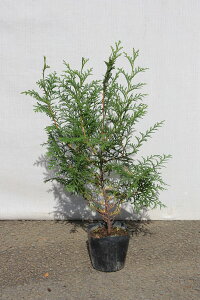 y3{ZbgzuqmLv@c؁@0.5mx