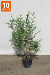 y10{ZbgzyzuqmLv@c؁@0.5mx