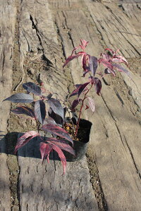 y3|bgZbgzuZCECieEC{[v@0.2mx