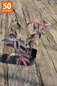 y50|bgZbgzyzuZCECieEC{[v@0.2mx