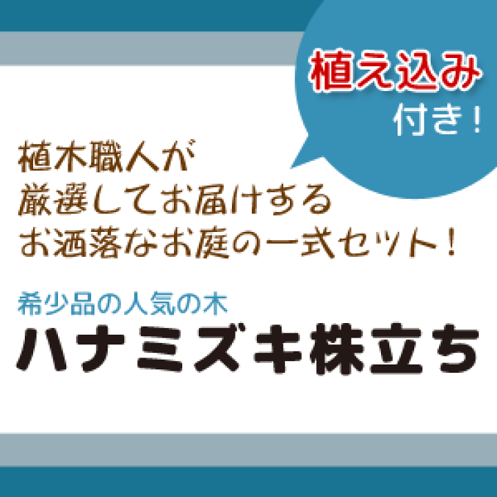 楽天市場】選べる人気のシンボルツリーセットハナミズキ株立ち