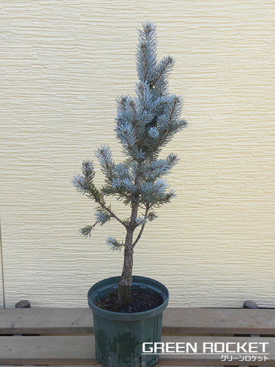楽天市場】ピセア プンゲンス “ファスティギアータ” 樹高0.4m〜 ポット 