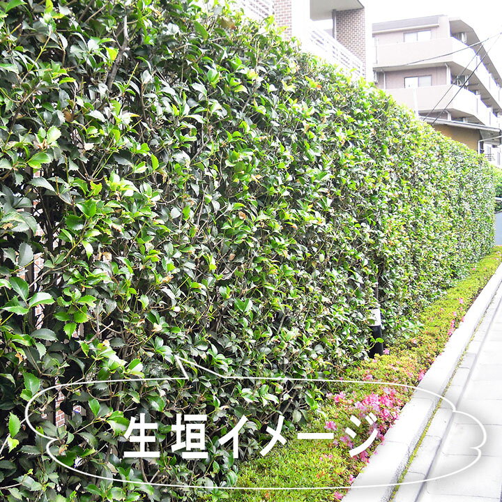 楽天市場 送料無料 15本 生垣用 ヒイラギモクセイ 高さ50 80cm程度 ポット直径15 18cm グリーンロケット