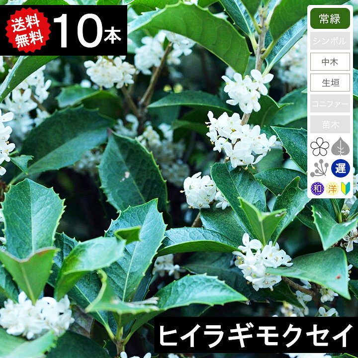 楽天市場 送料無料 10本 生垣用 ヒイラギモクセイ 高さ50 80cm程度 ポット直径15 18cm グリーンロケット