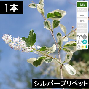 シルバープリペット樹高20cm程度