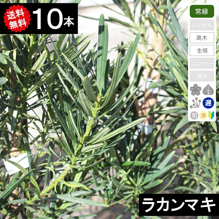 楽天市場】◇新品種◇送料無料◇【10本】 ラカンマキ樹高50cm〜70cm 