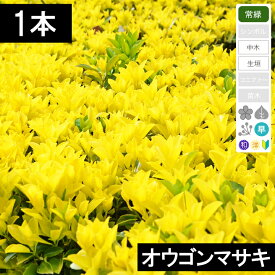 楽天市場 オウゴンマサキ 育て方の通販 楽天市場 オウゴンマサキ 育て方の通販