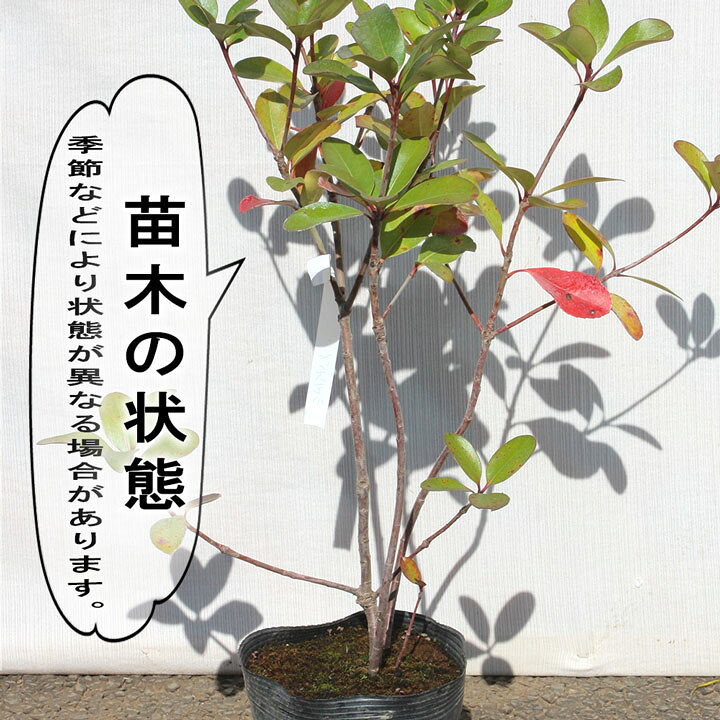 楽天市場】◇送料無料◇【15本】 シャリンバイ 樹高30cm〜50cm程度 