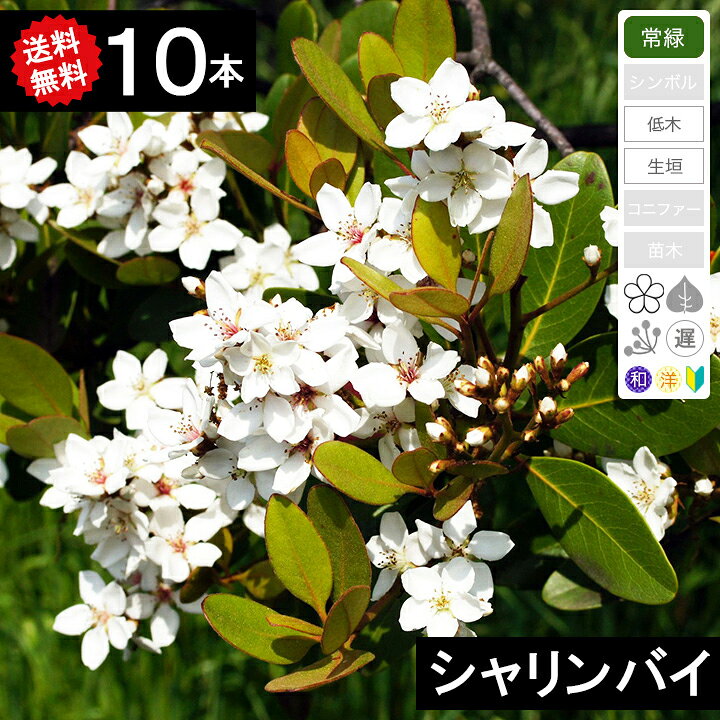 楽天市場】◇送料無料◇【10本】 シャリンバイ 樹高30cm〜50cm程度 