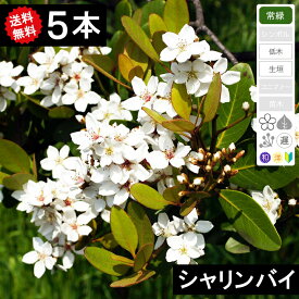 ◆送料無料◆【5本】　シャリンバイ　樹高30cm〜50cm程度