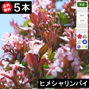 y5{z@qVoC@50cm`80cm