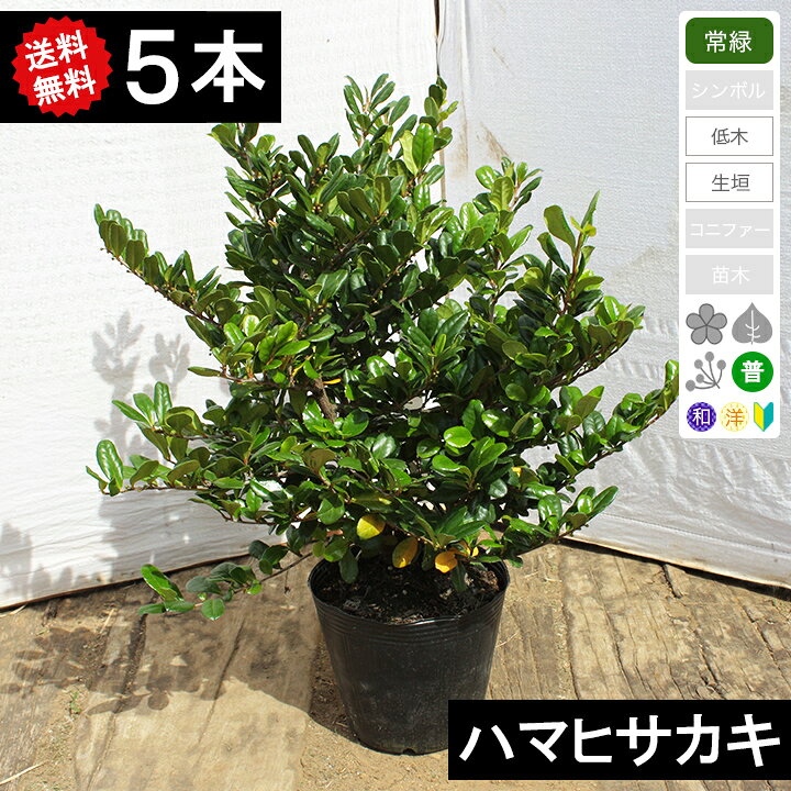 楽天市場】【5本】【生垣用】ハマヒサカキ（浜姫榊） 樹高30cm 