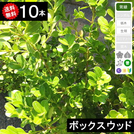 ◆送料無料◆【10本】　ボックスウッド　樹高30cm〜50cm