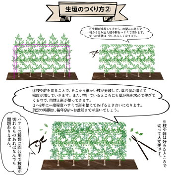 楽天市場 イヌマキ 匝瑳 樹高70cm 1 0m程度 枯れ保証付き グリーンロケット 楽天市場 イヌマキ 匝瑳 樹高70cm 1 0m程度 枯れ保証付き グリーンロケット