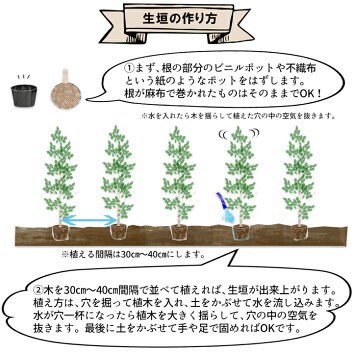 楽天市場 イヌマキ 匝瑳 樹高70cm 1 0m程度 枯れ保証付き グリーンロケット 楽天市場 イヌマキ 匝瑳 樹高70cm 1 0m程度 枯れ保証付き グリーンロケット