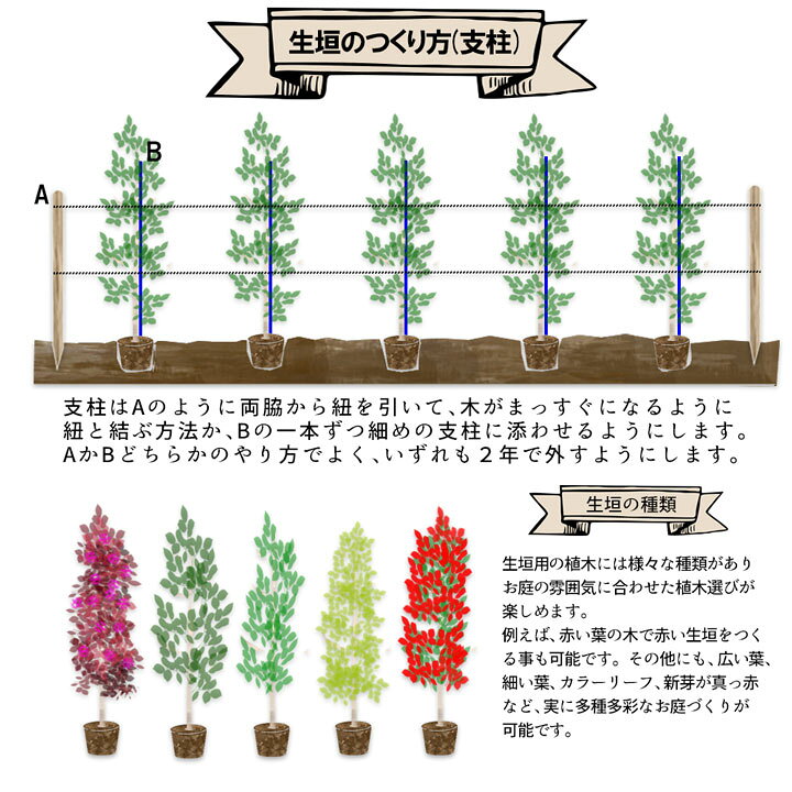 楽天市場 送料無料 15本 サザンカ タチカン 樹高50cm 80cm 枯れ保証付き グリーンロケット
