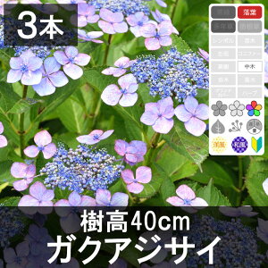 y3{z@KNAWTC 30cm`50cmx