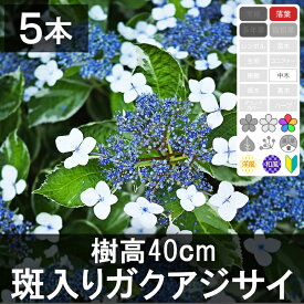 ◆【5本】　斑入りガクアジサイ　樹高20cm〜50cm程度