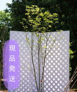植木 盆栽 クロモジの人気商品 通販 価格比較 価格 Com 植木 盆栽 クロモジの人気商品 通販 価格比較 価格 Com