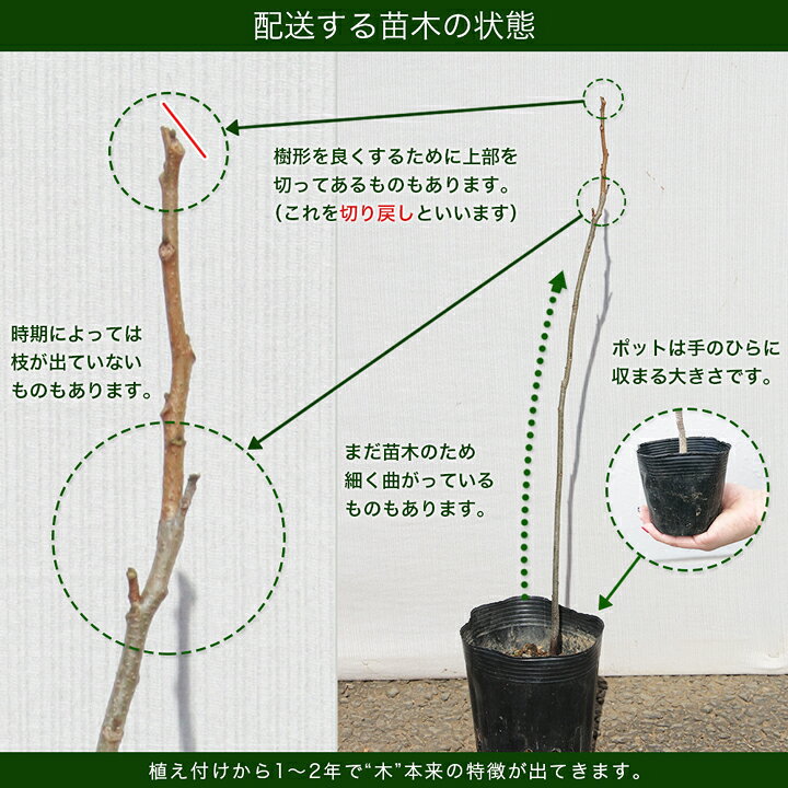 楽天市場】【3本】コマユミ苗木 高さ30cm〜50cm程度 : グリーンロケット