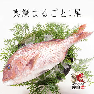 ^܂邲1 Y 1kg Mtg j CN Yn [쐅Y  n