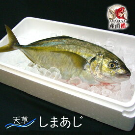 縞鯵(しまあじ)丸ごと1尾 約1.3kg 送料無料 天草 シマアジ（ラウンド）海鮮ギフト 贈答品 熊本 天草