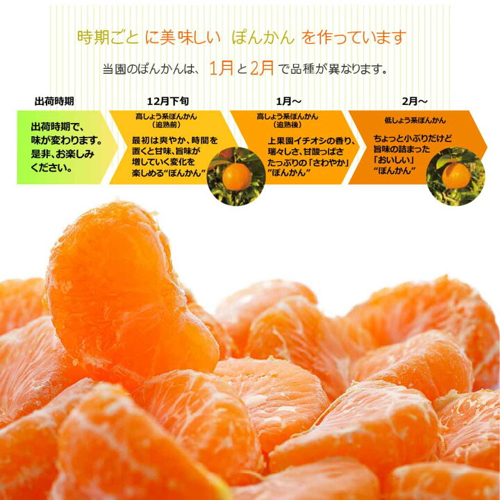 楽天市場 23年1月7日より初出荷 上果園の男気ぽんかん3kg 送料無料 生産直送 フルーツ 産直 Shopamakusa