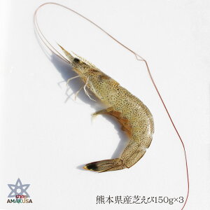 エビ 釣り餌の人気商品 通販 価格比較 価格 Com