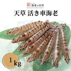 CV̋{ ԊCV1kg  ܂ CN Mtg C̓VǎԊCV