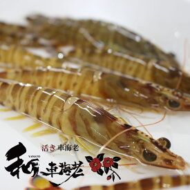 やまと車海老 送料無料 活き車海老 無投薬 オーガニック 海鮮 グルメ お取り寄せ 食べ物 クリスマス おせち エビ くるまえび 九州 熊本 天草 お歳暮 AMAKUSA産直便 あす楽