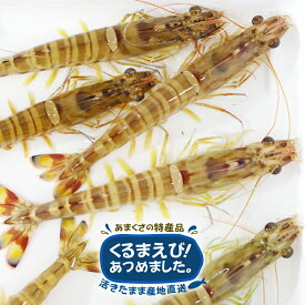 訳あり 活き車海老 送料別 小さい オーガニック育成 お取り寄せ ぐるめ 天草産
