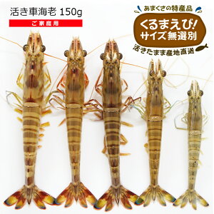 󂠂 ԊCV 150g  TCYI[KjbN琬   VY