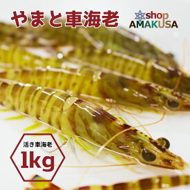 やまと車海老 1kg（40尾前後）送料無料 無投薬 オーガニック 活き車海老 海鮮 グルメ お取り寄せ 食べ物 おせち エビ くるまえび 九州 熊本 天草 御年賀 AMAKUSA産直便