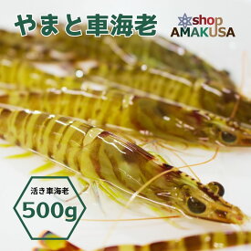 やまと車海老 500g（20尾前後）送料無料 無投薬 オーガニック 活き車海老 海鮮 グルメ お取り寄せ 食べ物 クリスマス おせち エビ くるまえび 九州 熊本 天草 お歳暮 AMAKUSA産直便 あす楽