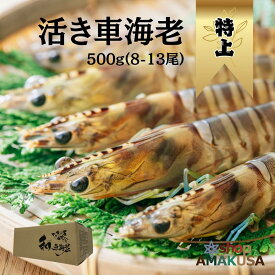 活き車海老 特上 やまと車海老500g（10-14尾入）送料無料 海鮮 グルメ お取り寄せ 活き車海老 大きいサイズ