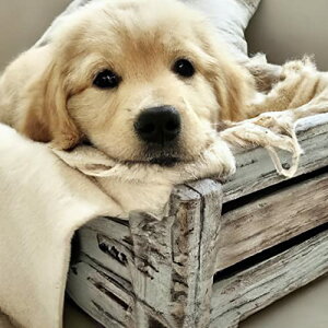 yzReofrey DIY _ChA[gyCeBOLbg lp p _ChA[g  th Eh CXg[ NXXeb` hJ LoX Ntg