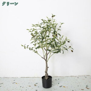 オリーブ 鉢植え 大きい」の人気商品一覧・価格比較 - 価格.com