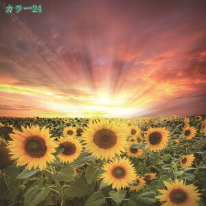 777�~OFF�N�[�|�� ���R���i �^�y�X�g���[ ���� �_ ���͋C����� �Ǌ|�� �ǉ� �E�H�[���A�[�g���@�\ ���� �Q���p �k���� �������� �J�[�e�� �C���e���A ���q�̖� �[�� �C ���� �R ���� ���� ��