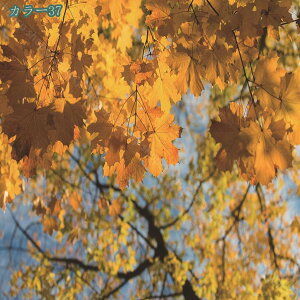 777�~OFF�N�[�|�� ���R���i �^�y�X�g���[ ���� �_ ���͋C����� �Ǌ|�� �ǉ� �E�H�[���A�[�g���@�\ ���� �Q���p �k���� �������� �J�[�e�� �C���e���A ���q�̖� �[�� �C ���� �R ���� ���� ��