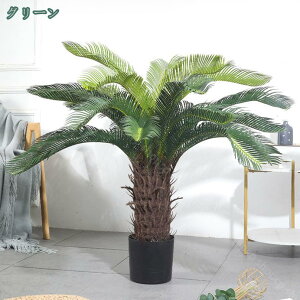 ソテツ 盆栽」の人気商品一覧・価格比較 - 価格.com