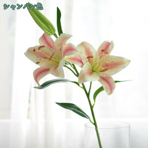 777~OFFN[| 3{Zbg lH lHϗtA   lH̉ VN̑ ͂Ȃ t[AWg  CeA ̓ hV̓ Mtg ̉ԑ 