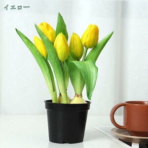 777~OFFN[|  ͂Ȃ `[bv t  ~j|bg Rɋ߂ CeA Mtg ؂Ȑl֊ӂ̋C` ԑ CeA A[gt[  X 