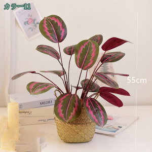 lHϗtA Xe  Op Xe K[f ϗtA ItBX tFCNO[  Vv k 킢AEghA ϗtA  lHϗtA tFCNO[ 