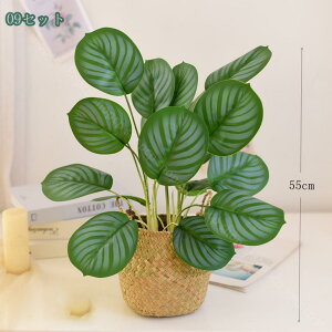 lHϗtA Xe  Op Xe K[f ϗtA ItBX tFCNO[  Vv k 킢AEghA ϗtA  lHϗtA tFCNO[ 