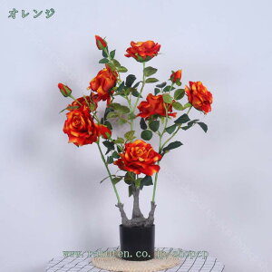 lHϗtA  VN ̓Mtg CeA ͂Ȃ JXj  뉀 tFCNt[ Ԍ|p  ʐ^Be j v[g p Bep A  