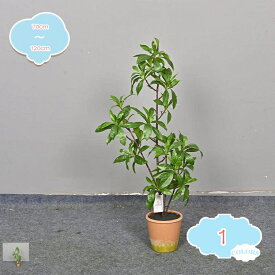 フェイクグリーン おしゃれ 観葉植物 フェイク リアル 造花 木 カフェ 玄関 リビング キッチン ギフト 贈り物 お祝い 開店 開業 本物そっくり 室内 母の日 プレゼント 引越し祝い 新築祝い 屋内 人工植物 北欧 shopcp