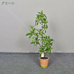 lH ϗtA tFCNO[ ^  CeA O tFCNA sv ͂Ȃ ~͐A Vzj ̓ ̓MtgՂ葡蕨 b炸 ͎Os  