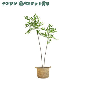 lHϗtA tFCNO[ tFCN ^ tFCNA ItBX tFCNO[ CeA  O a Vz/zj A p lHϗtA sv ͂Ȃ 