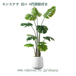 1000~OFFN[| tFCNO[ lHϗtA ^ tFCNA MѐA A ItBX   O z[K[f p tFCNO[ { Vv CeA 